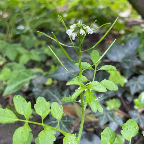 Bosveldkers (Cardamine flexuosa)